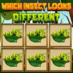 Which Insect Looks Different