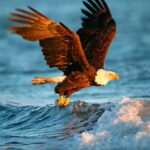 Animals Jigsaw Puzzle – Eagle