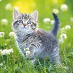 Kittens Jigsaw Puzzle Collection